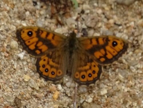 Lasiommata megera